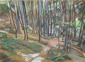 Wald im Adlergebirge